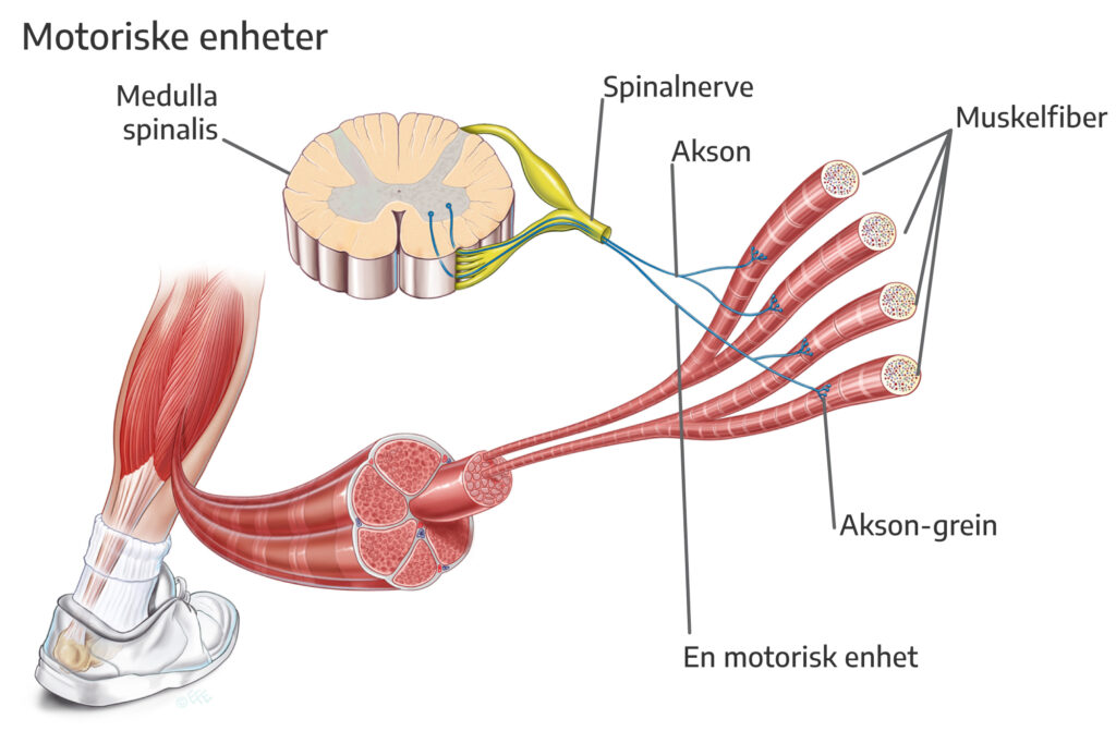 Motoriske enheter